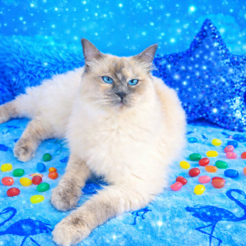 Princess Magic Playroom Collection