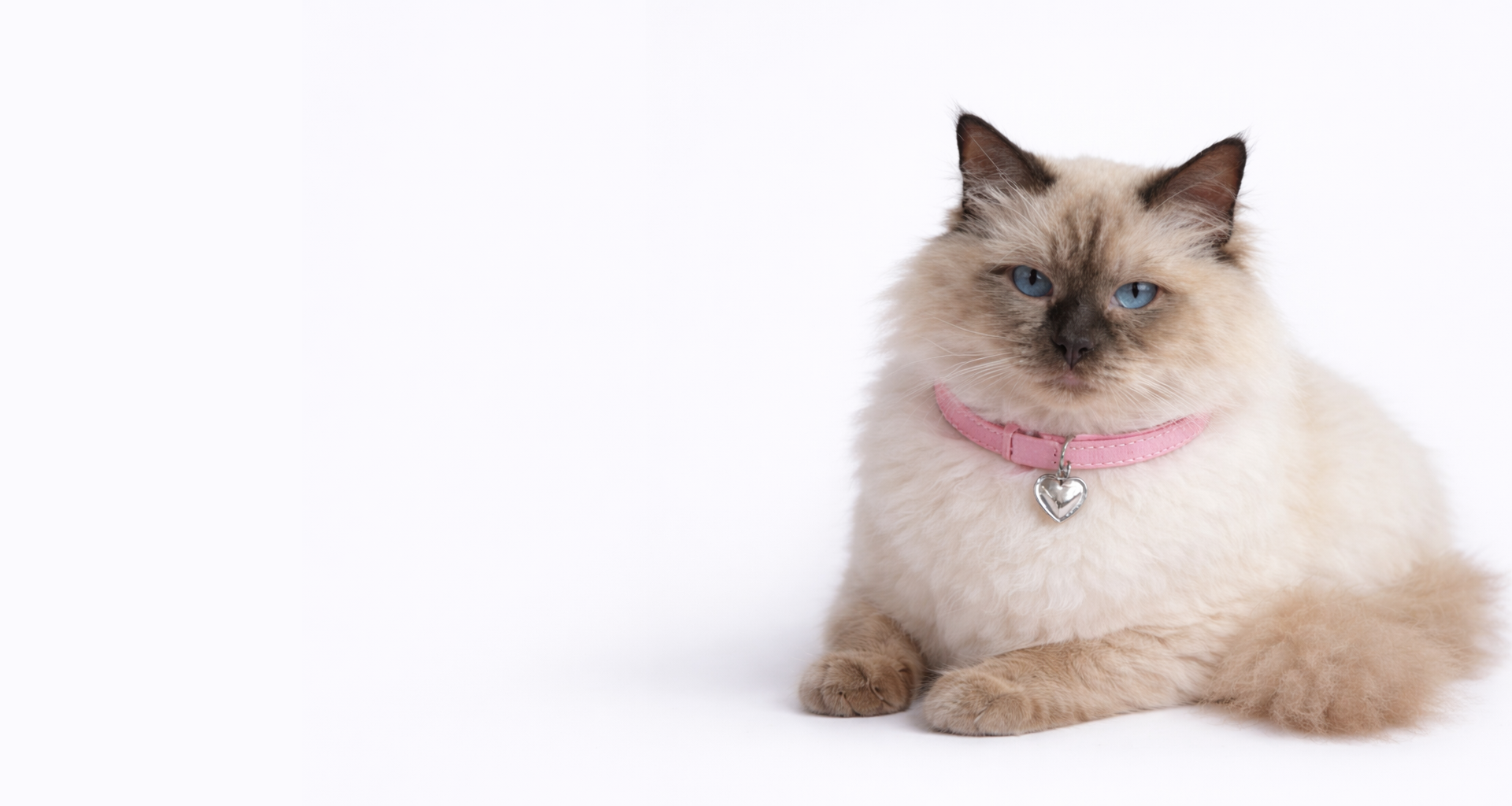 Parasol Virtual Creative Studio