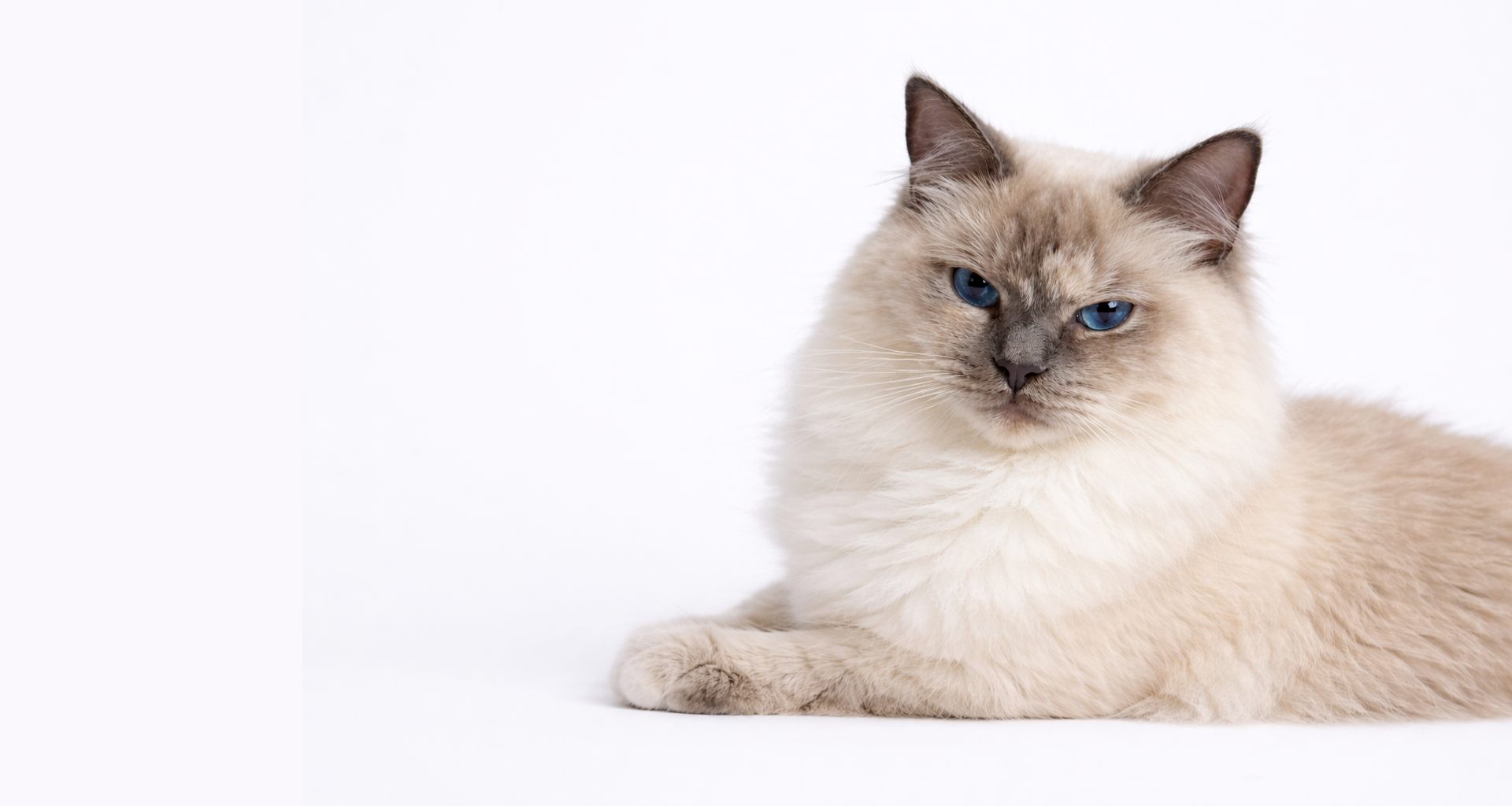 Parasol Virtual Creative Studio