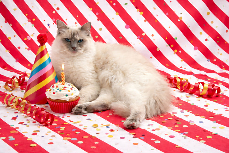 Princess Magic Wrapping Paper Collection