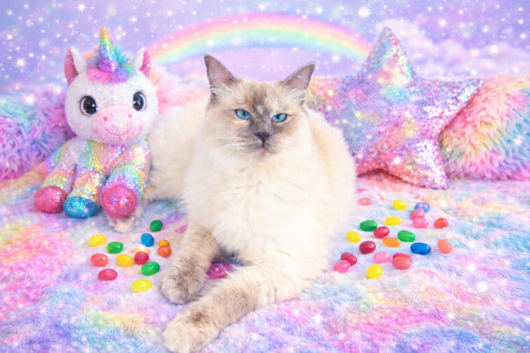 Princess Magic Playroom Collection