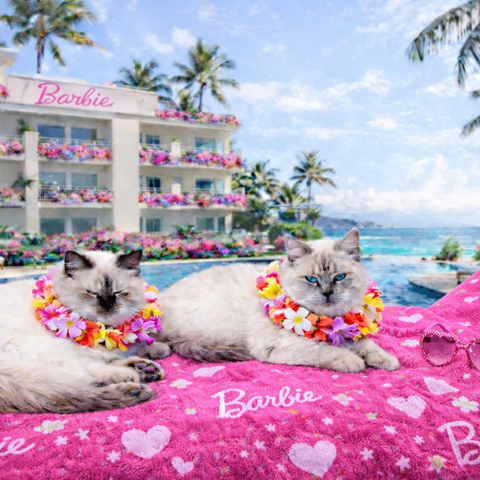 Princess & Romeo – Tropical Luxe Escape