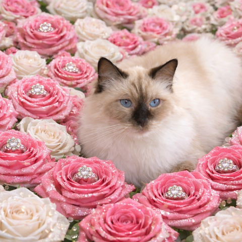 Princess surrounded by pink and white roses with decorative elements