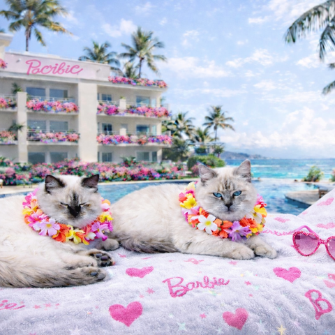 Princess & Romeo – Tropical Luxe Escape